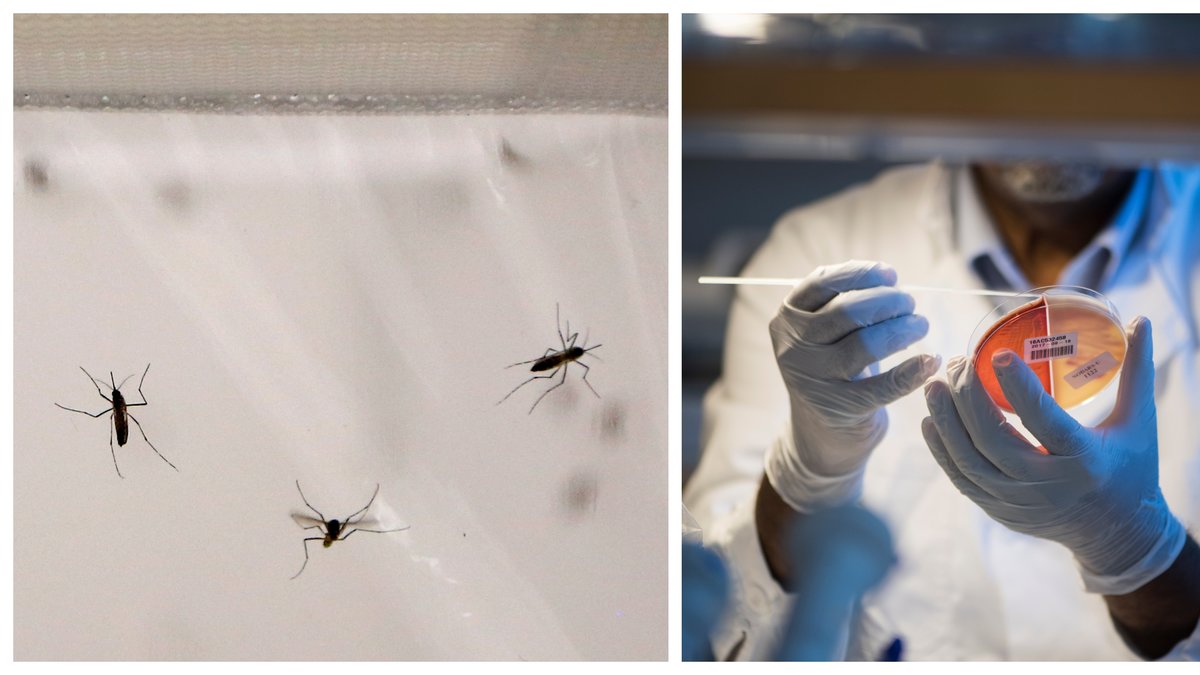 Myggvirus som får hjärnan att svälla har upptäckts i Florida.